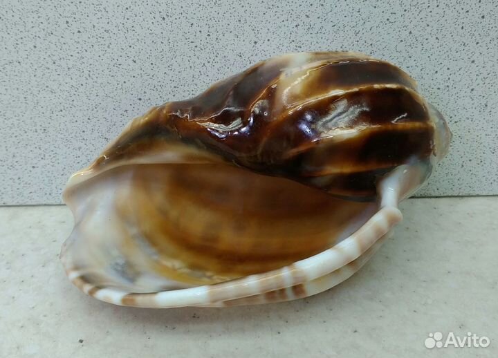Харпа 9,80 морская ракушка раковина