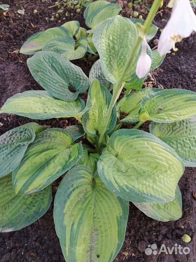 Хоста и каприфоль