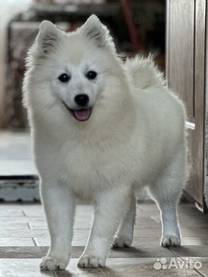 Щенки японского шпица из питомника