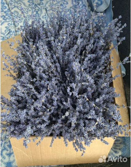 Лаванда на вес или пучки