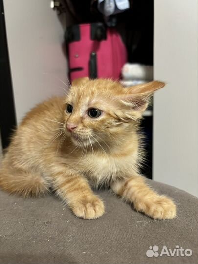 Котенок мальчик