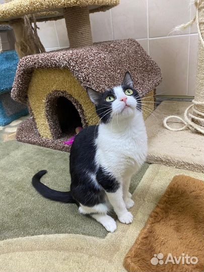 Домашняя кошка умрет на улице