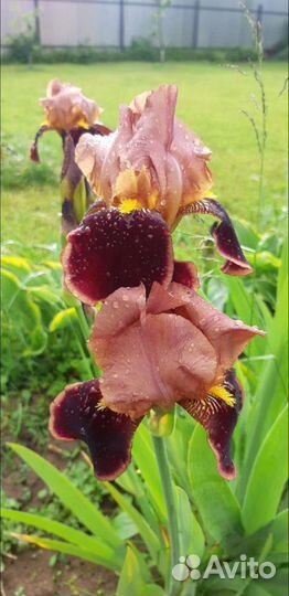 Ирис Бразье