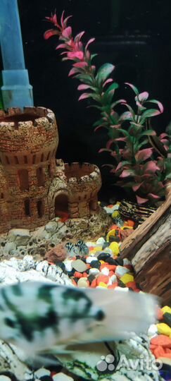 Аквариумная рыбка