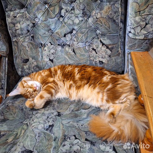 Мейн-кун вязка