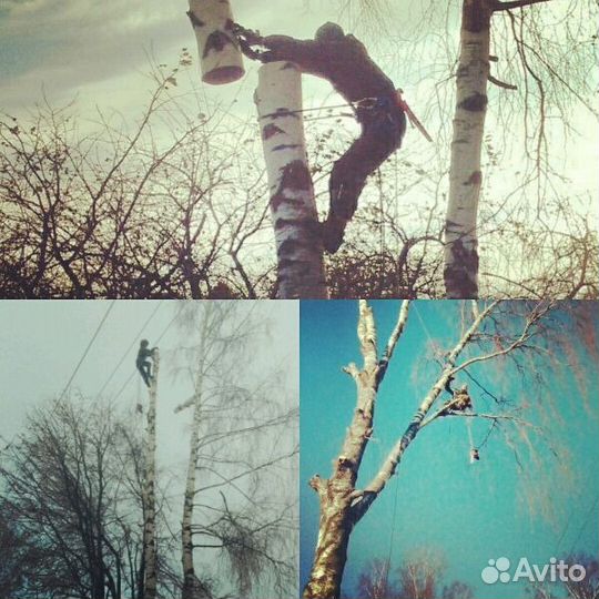Спил деревьев частями