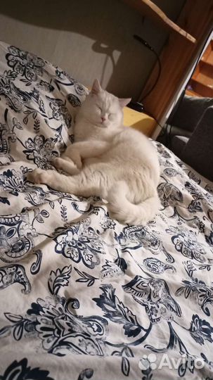 Передержка кошек и маленьких собачек