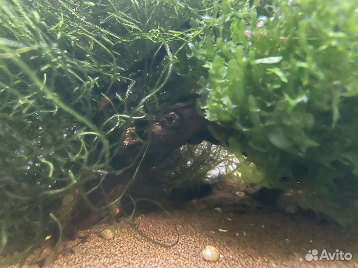 Аквариум нанокуб