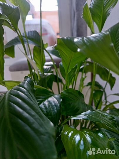 Спатифиллум