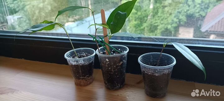 Фикус бенджамина