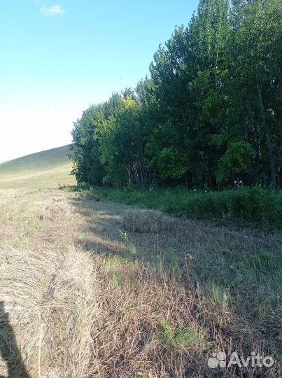 Сено луговое в тюках