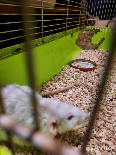 Крыса дамбо мальчик