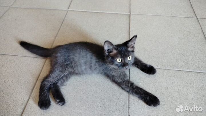 Котик в добрые руки