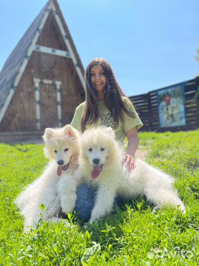 Программа с енотами