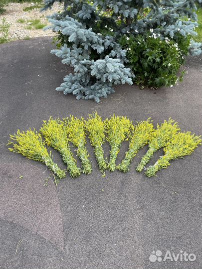 Травы для бани