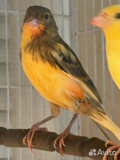 Певчий кенар