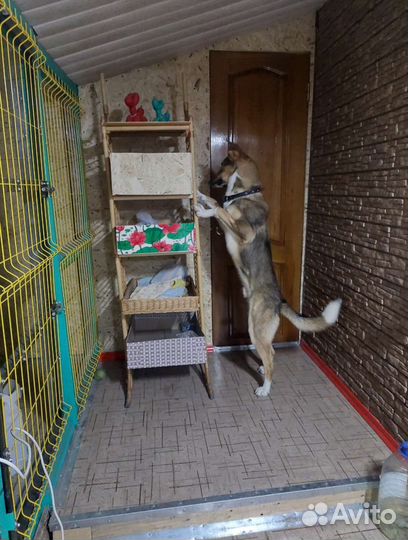 Зоогостиница для собак