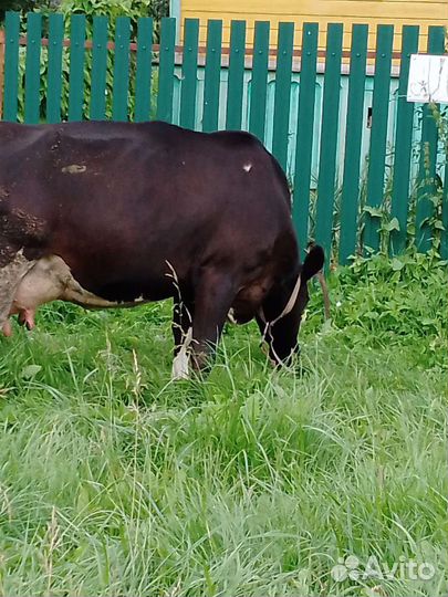 Корова дойная