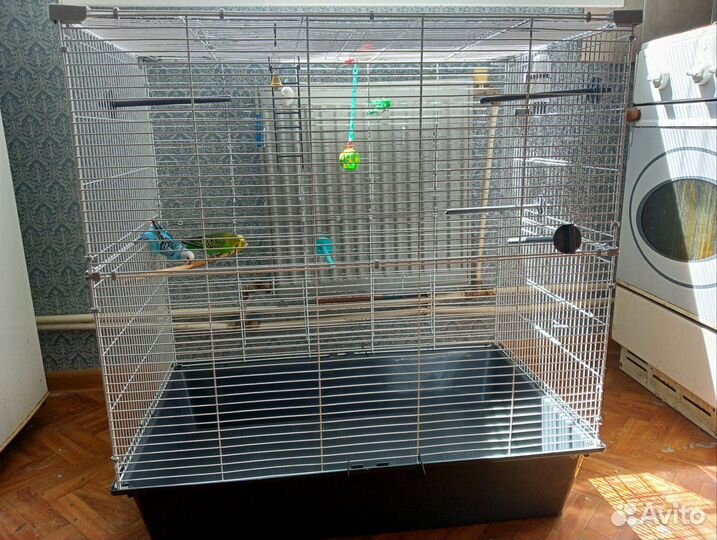 Пара волнистых попугайчиков