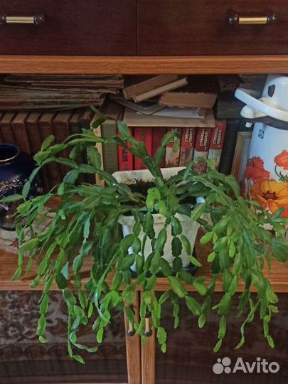 Декабрист шлюмбергера