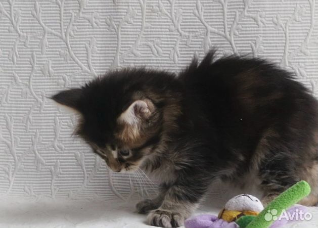 Котята мейн кун