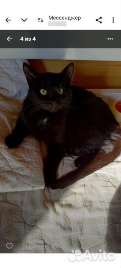 Кошка Катя