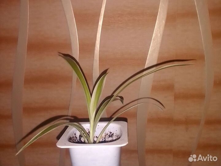 Хлорофитум