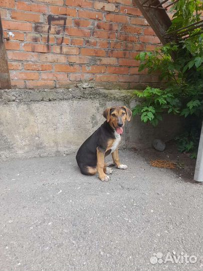 Найден домашний щенок