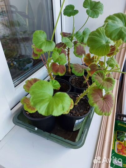 Пеларгония герань нежно-розового цвета черенки