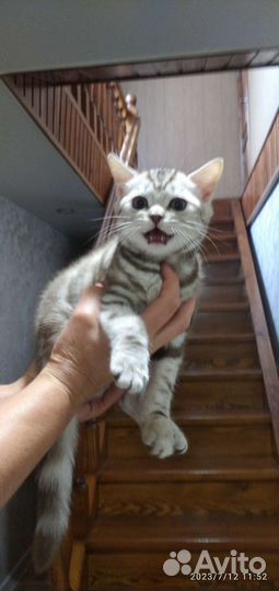 Британские котята