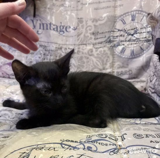 Котенок кошечка в добрые руки