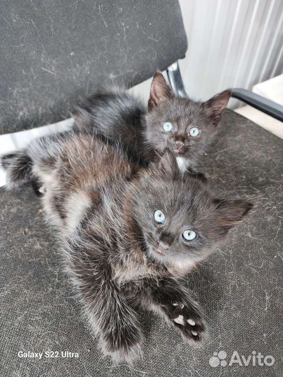 Котята в добрые руки бесплатно