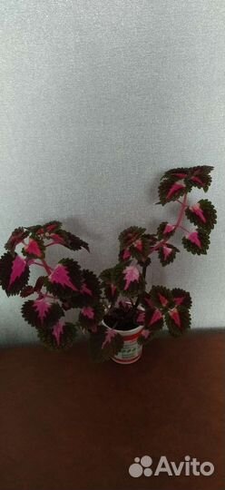 Колеус (крапивка)