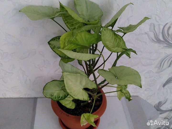 Комнатные цветы