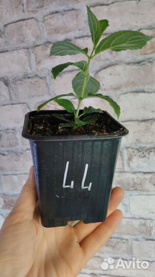 Гортензия метельчатая в р9