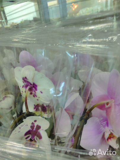Орхидея фаленопсис