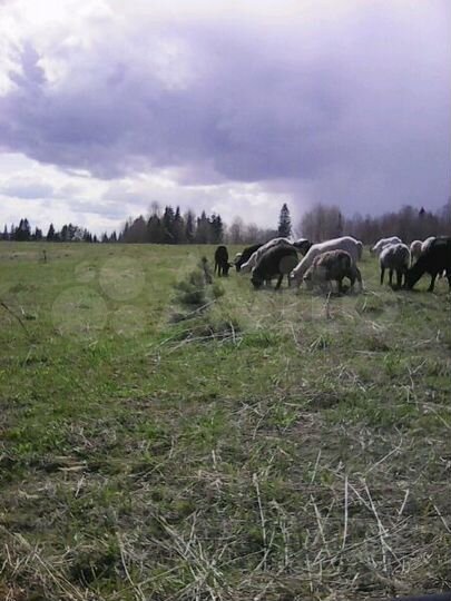 Участок 6 га (СНТ, ДНП)