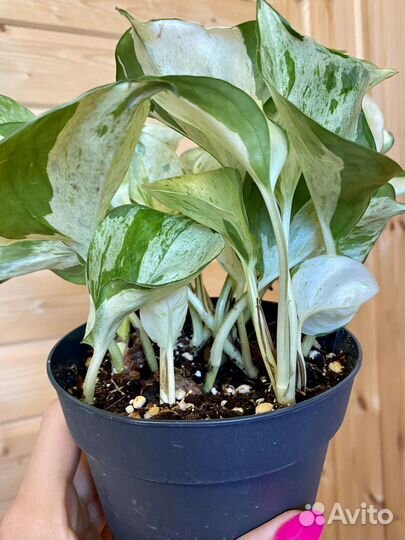 Сциндапсус хеппи лиф