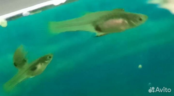 Мальки рыбки гуппи Эндлера