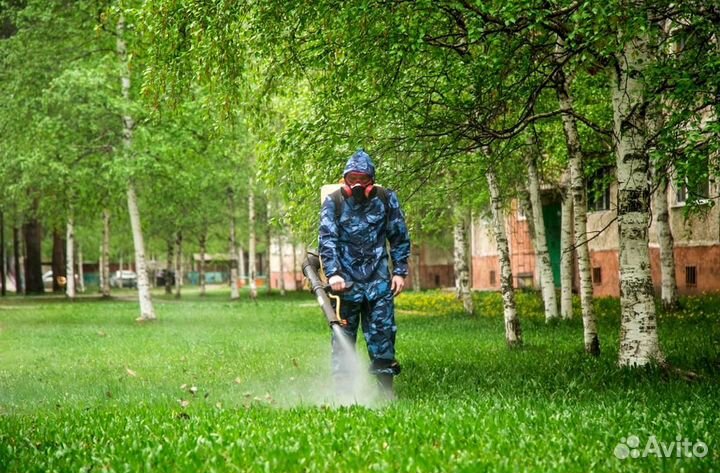 Уничтожение клопов тараканов грибка плесени