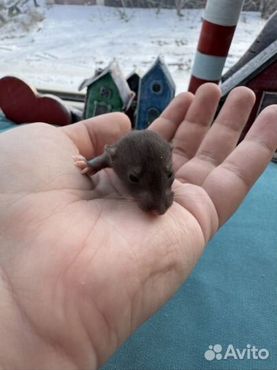 Декоративные крысята