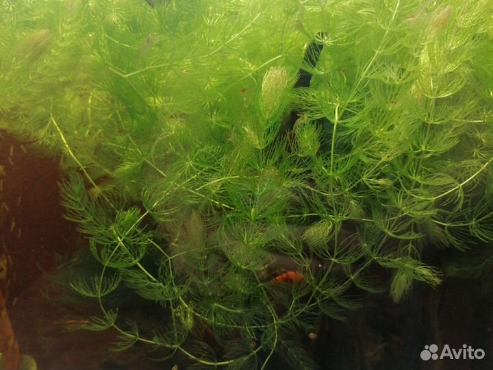 Аквариумное растение