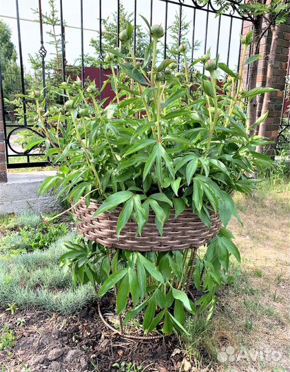 Подставка под пионы