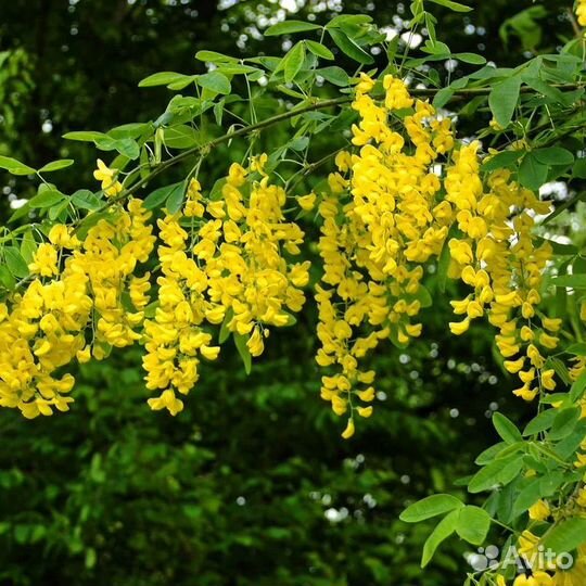 Акация Желтая саженцы из Питомника