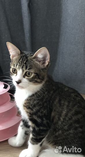 Кошки в добрые руки