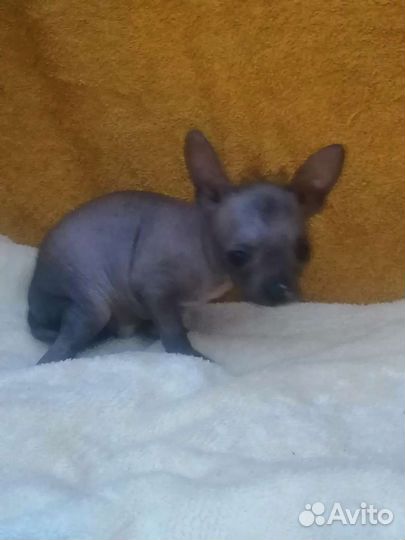 Голый мини парень