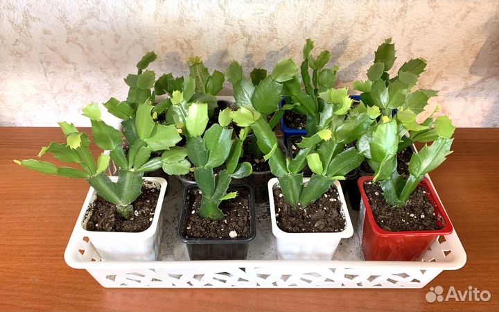 Декабрист (Шлюмбергера)