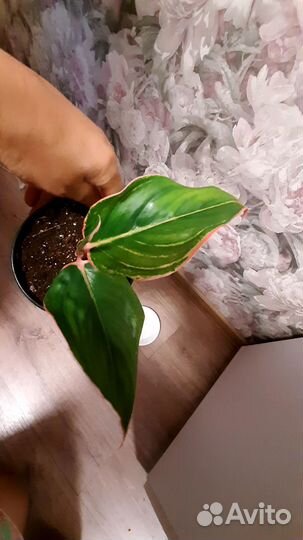 Аглаонема крит