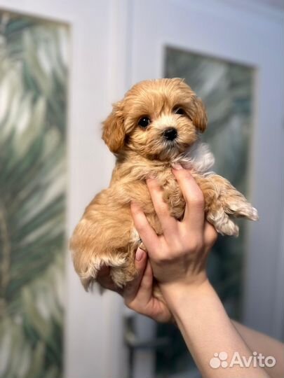 Мальтипу мини девочка корея+китай