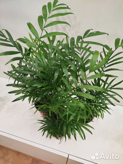Пальма Хамедорея Элеганс, 55 см